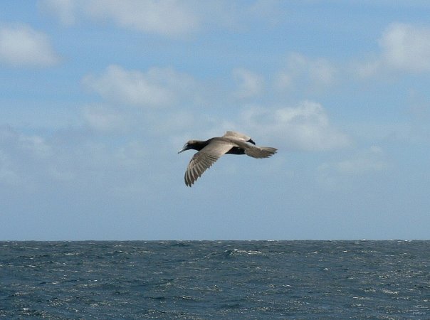 31- L'accueil des oiseaux 